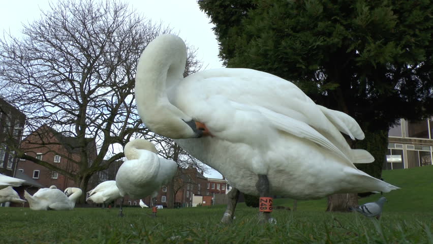 Footage of a Mute Swan preening