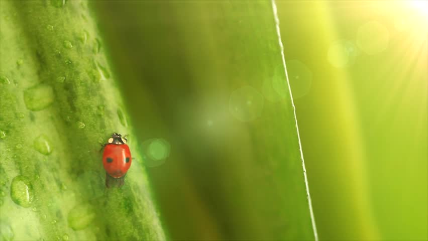 Ladybug on the flower leaves