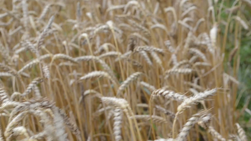 defocus walk imitation between ripe wheat agriculture plant ears in field.