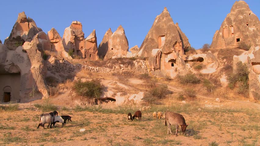 CAPPADOCIA, TURKEY, 2012 Cows graze in front of bizarre geological formations at Cappadocia, Turkey.