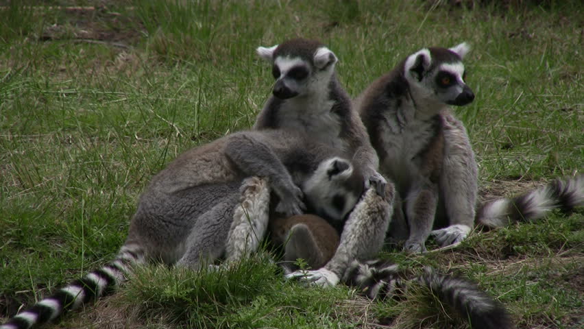 Ring-tailed lemur family at the zoo (source HDV 1080i50, Can. HV30)