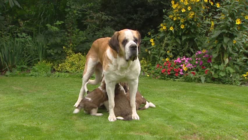 St. Bernard pups suckling  (6 weeks old) in yard