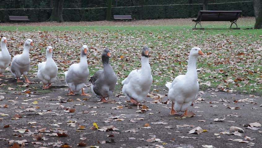 Single file of walking ducks