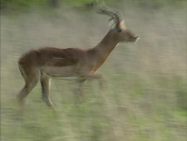 Impala buck (Aepyceros melampus) jumping in grassland. This is the most common antelope of the bushfield regions of South-east Africa.