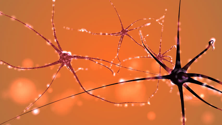 Nerve cells