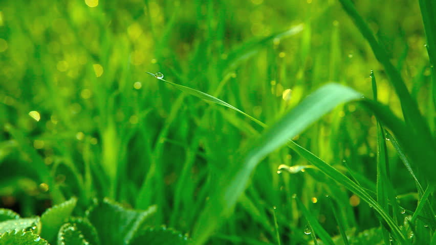 Drop of dew waggle on the green grass-blade and chirping birds