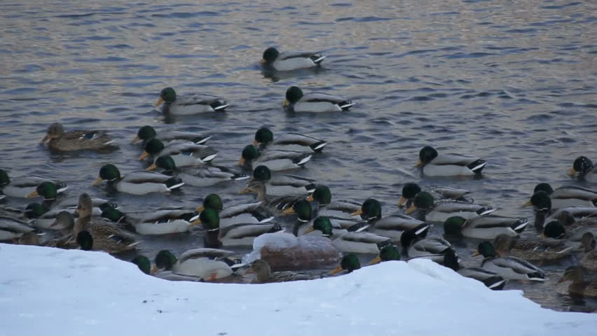 Flock of mallard ducks (Anas platyrhynchos) swimming in the not freezing Yenisei river. Snowy shore on the foreground, dark water surface on the background. Tracking shot, panning left. January 2013.