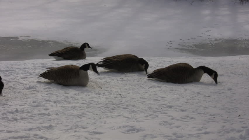 A small group of geese are resting and nibbling on the snow. (High Definition)