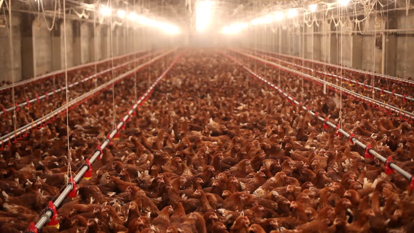 Chicken Farm