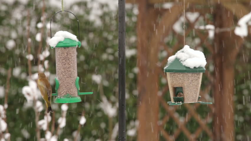 Garden birds eating seeds at feeders in winter