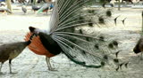 how female peacock show her interested to male peacock during mating call