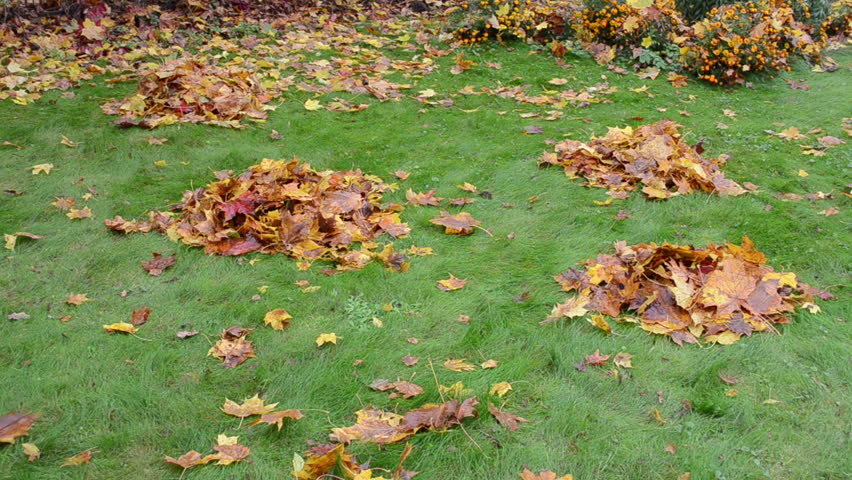 woman with rubber boots kick mess rake autumn leaf piles in garden yard.