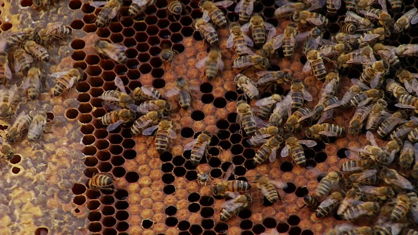 Nature Apiary. Bee-garden.
