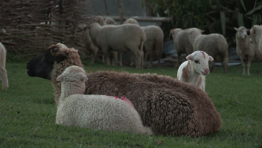 A lamb trying to get milk.