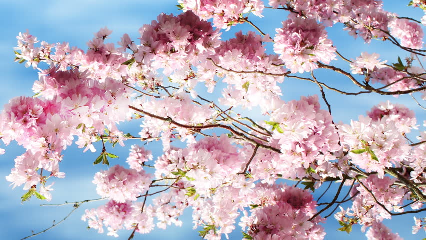Flowering cherry in springtime and sunny sky