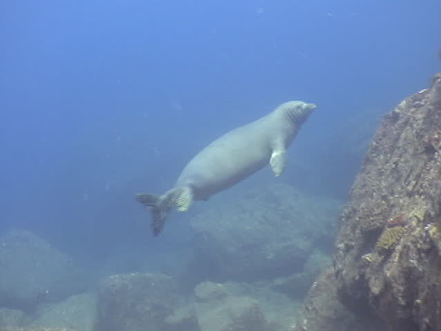 Monk Seal, Hawaii. The rarest seal in the world.
