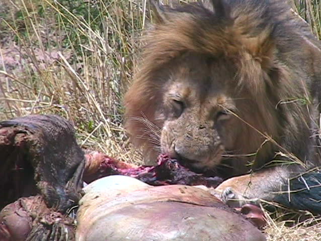 Male lion feasting on wildebeest kill