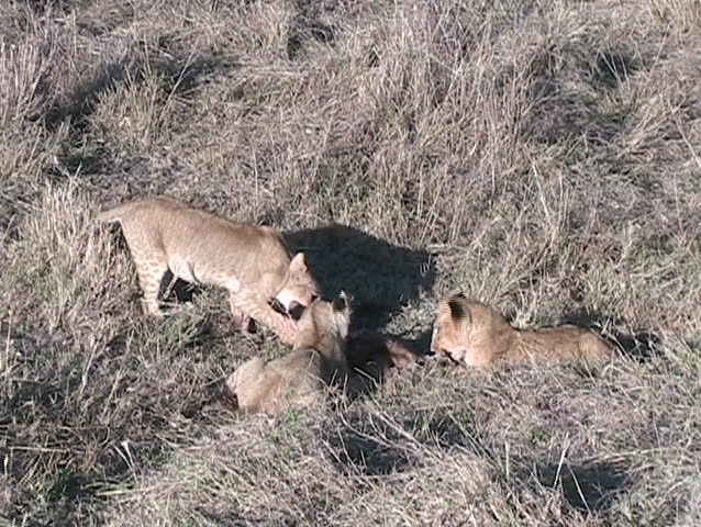 Three lion cubs feeding on kill