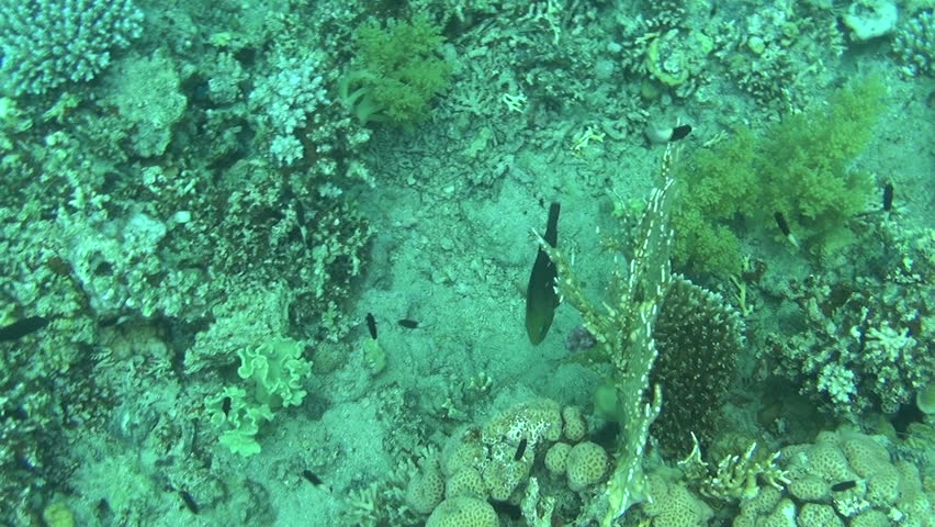 fish red sea 07