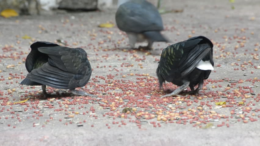 garden birds fighting