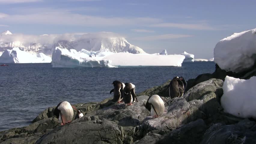 Gentoo Penguin, Antarctica