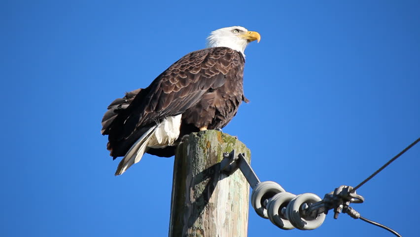 An American Bald Eagle sits perched on a telephone pole surveying his territory