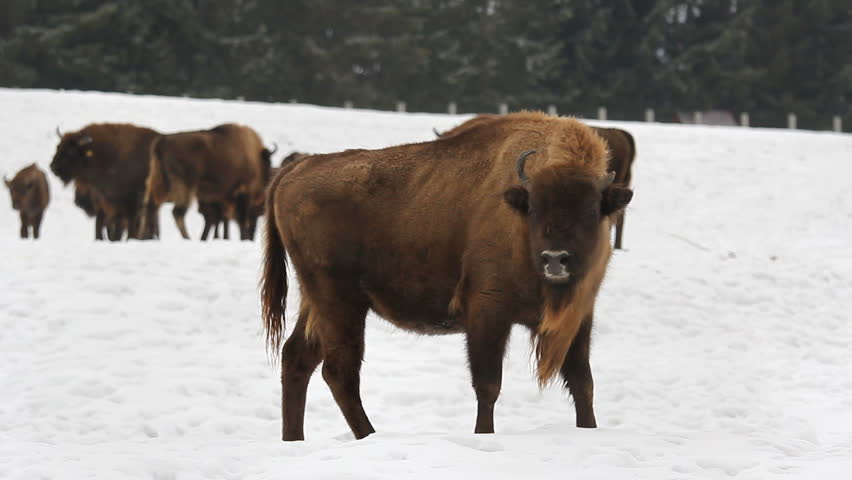 Aurochs (european bison) male in wintertime