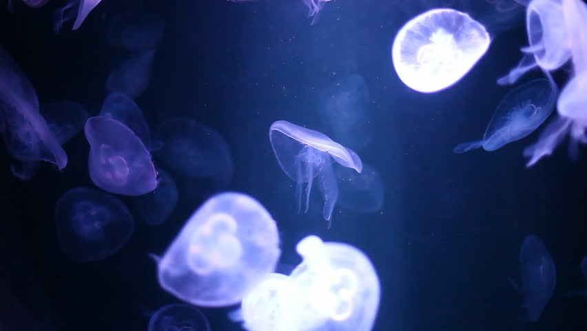 Group of fluorescent Jellyfish spinning around