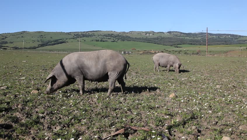 Iberian pigs in Andalusia, Spain