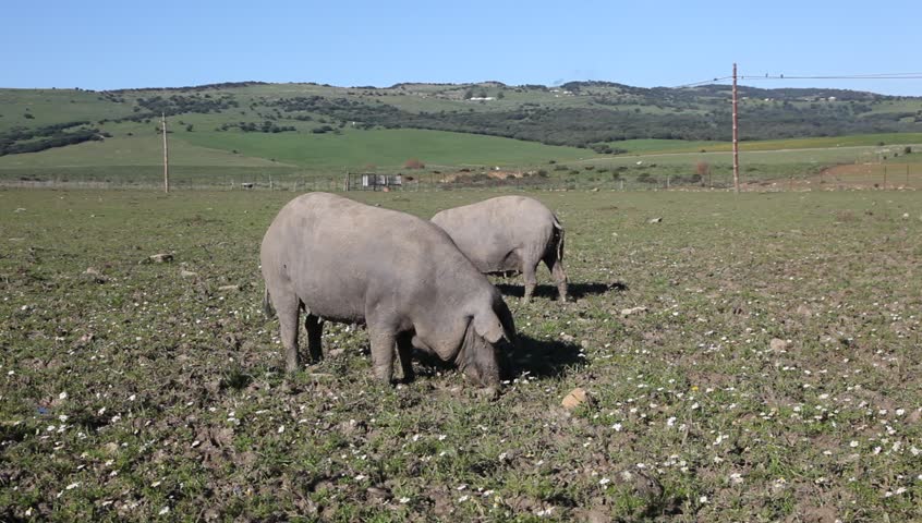 Iberian pigs in Andalusia, Spain