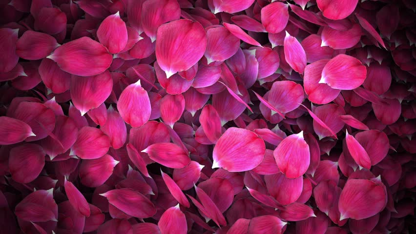 animated rose petals transition with isolate masking channel