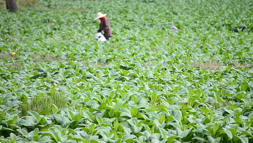 tobacco farm and farmer take apply fertilizer for plants
