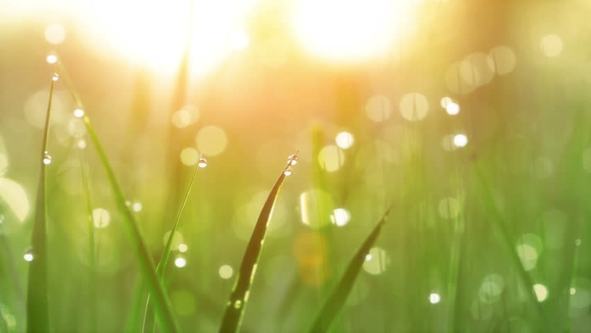 Blurred Grass Background With Water Drops. HD Shot With Motorized Slider.
