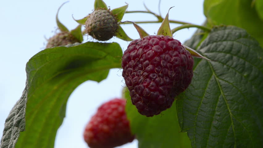 closeup of red ripe raspberry berry and leaves move in wind. healthy sweet diet nutrition.