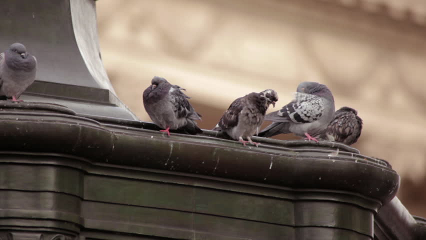 A stationary close-up shot of pigeons sitting on the Eros statue on Piccadilly Circus in London. The background is defocused but there is a building. 