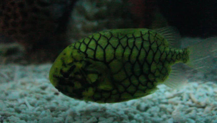 Pine Cone Fish, Pineapplefish Cleidopus gloriamaris. video