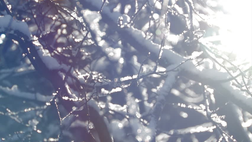 Still shot of a snowfall in the forest with sun rays hitting the lens.  