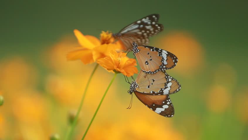 Two Butterfly on orange flower, Season for breeding of butterfly 