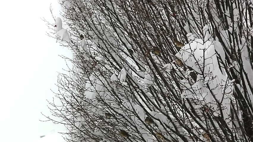 Birds hiding in treetops while heavy snowing. 