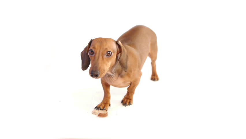 HD - Dog eat bread