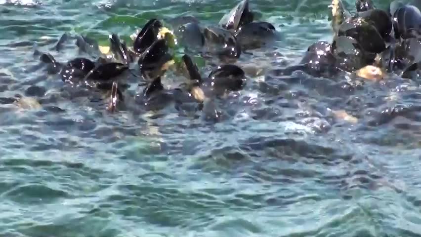 Mussels on the rock of the Marmara Sea, zoom out