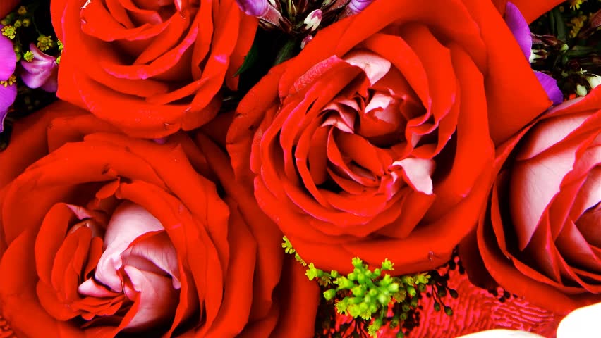 flowers : big bouquet of rose and pansy flowers with green grass in red wrapping paper