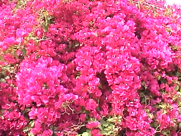 beautiful hot pink bougainvillea flowers sway in a warm spring breeze
