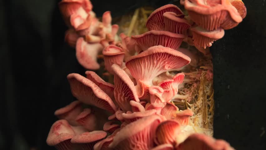 Pink Oyster Mushrooms Growing Quickly in Time Lapse