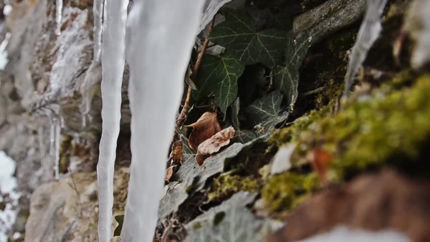 icicle and ivy