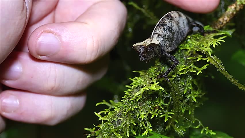 Brown Leaf Chameleon (Brookesia superciliaris) in rain forest of Madagascar (Ranomafana). These dwarf chameleons are the smallest species in the world. Comparison with hand to show size.