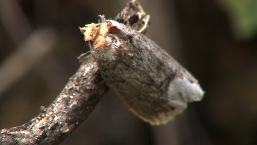 Brown moth hanging on twig