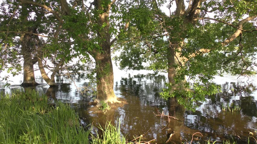 Header of Alnus japonica