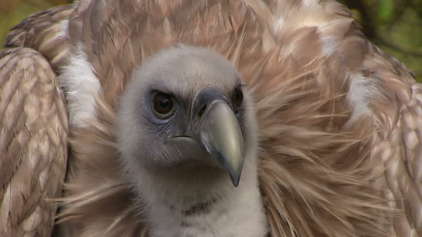 Vulture