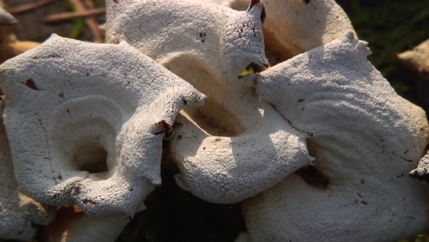 Tree fungus
